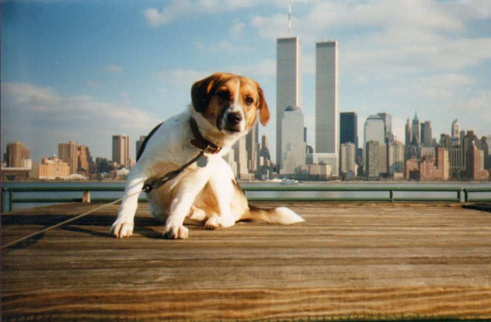 Mickey the dog and the WTC